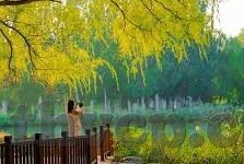 91tv麻豆-91tv换代风采——麻豆的历程与变迁