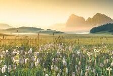 人妻受的春天-春日里的温柔篇章，人妻的细腻绽放
